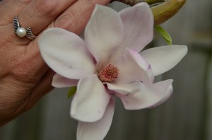 Cherokee - Natural Bridge - Magnolias and Kris's 187