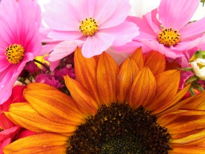 FarmMktFlowers-Kris30-EstrogenDay-IndianLake-Church091309 008