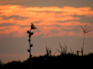 Sunflower at Sunset