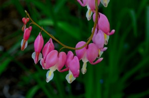 Pretty Little Pink Hearts