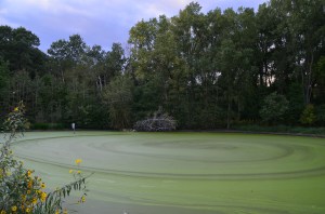 Edna Taylor Conservatory 205